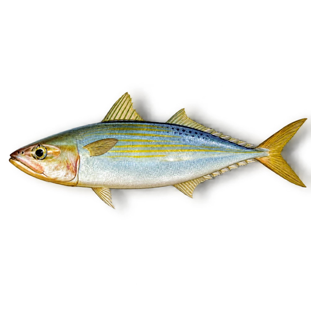Indian oil sardine