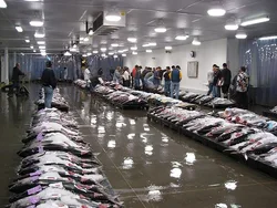 Fresh sardine catch laid out at the landing