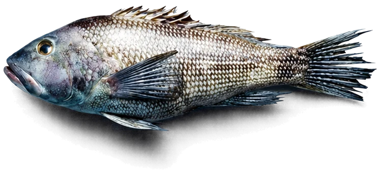Whole fresh fish