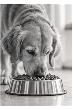 Dog eating from a steel bowl