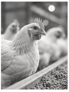 Hens at a poultry feeder